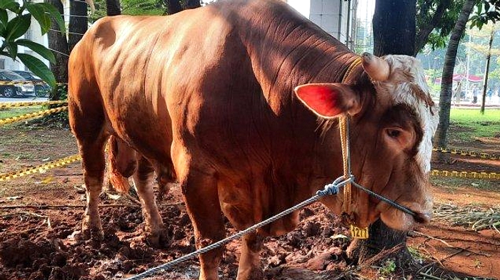 Presiden Serahkan 18 Sapi Kurban ke Sumatera Selatan