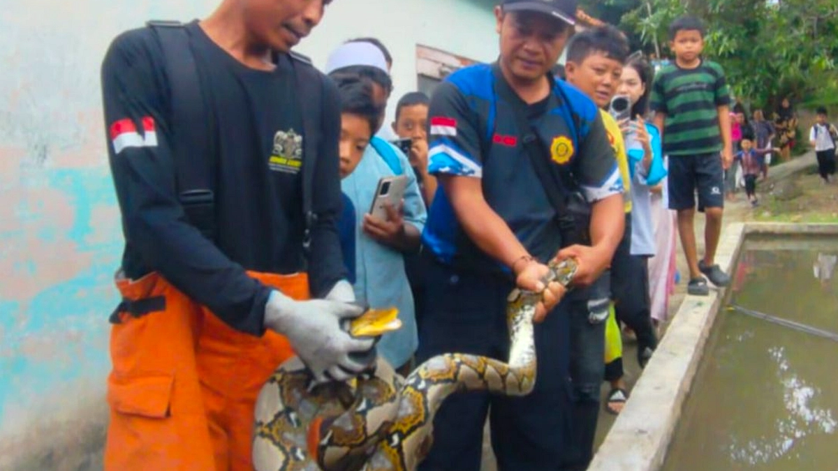 Pria di Ciamis Digigit Usaat Beri Makan Ayam