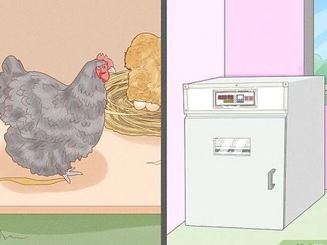 Pria Malaysia Temukan Embri Ayam di Telur Saat Sarapan
