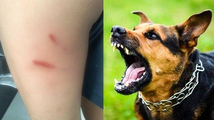 Pria Toraja Meninggal Akibat Rabies dari Anjing Peliharaan