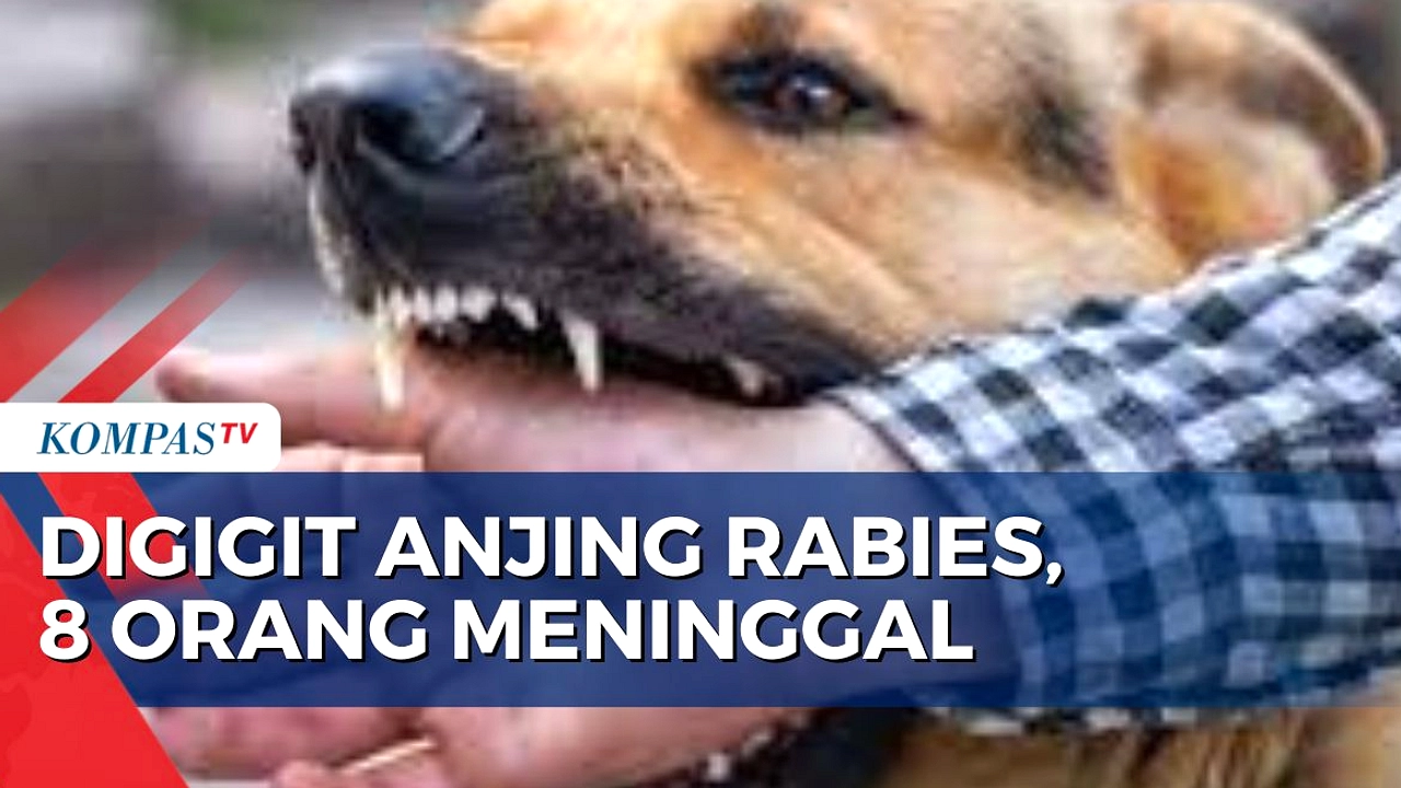 Pria Toraja Meninggal Akibat Rabies, Sembunyikan Gigitan Anjing