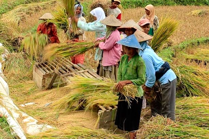 Produksi Beras 2026 Diprediksi Hanya Naik 3.000 Ton