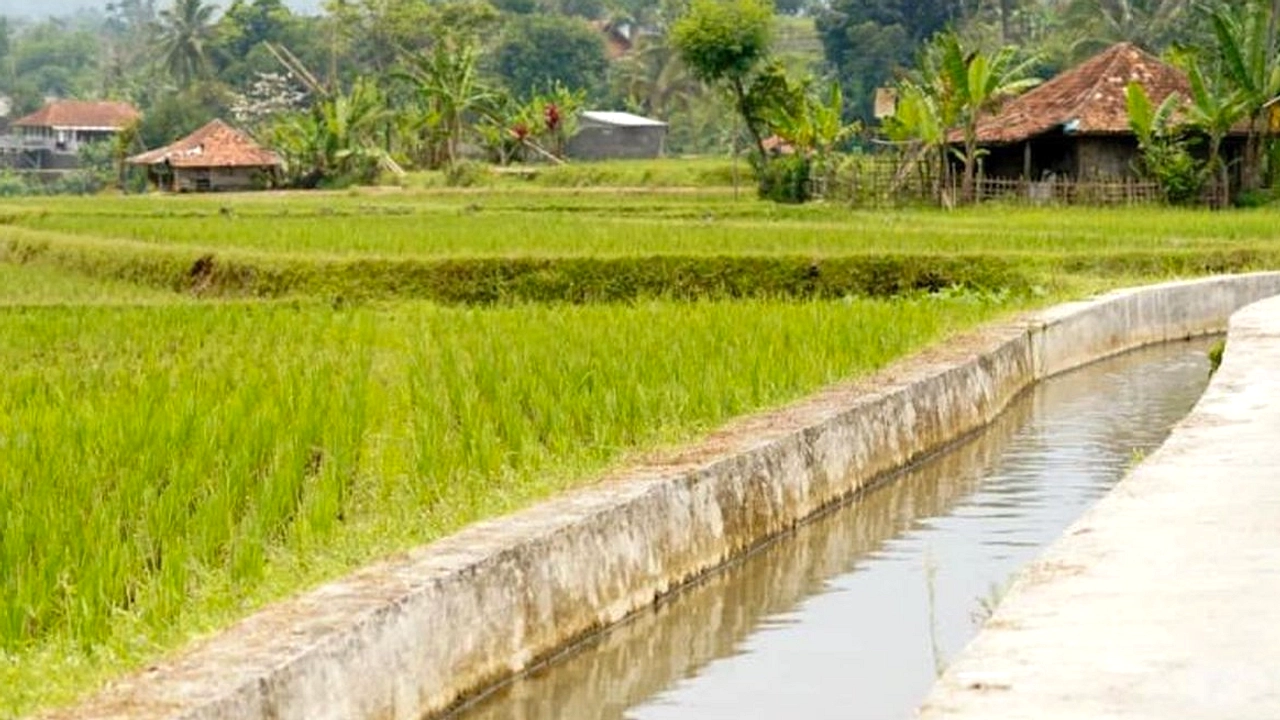Produksi Gandum Dunia Diprediksi Turun 3,8 Persen