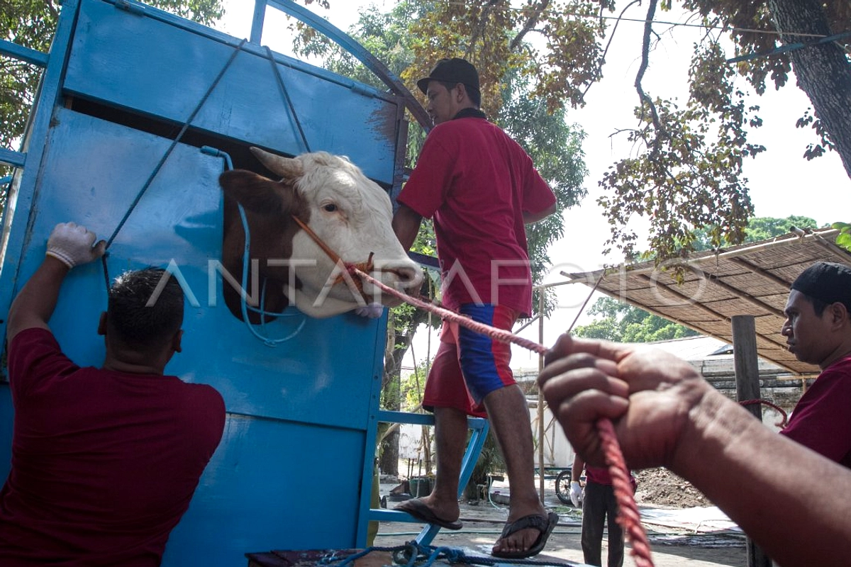 Proposal Idul Adha: Qurban Masjid, Sekolah, Makassar