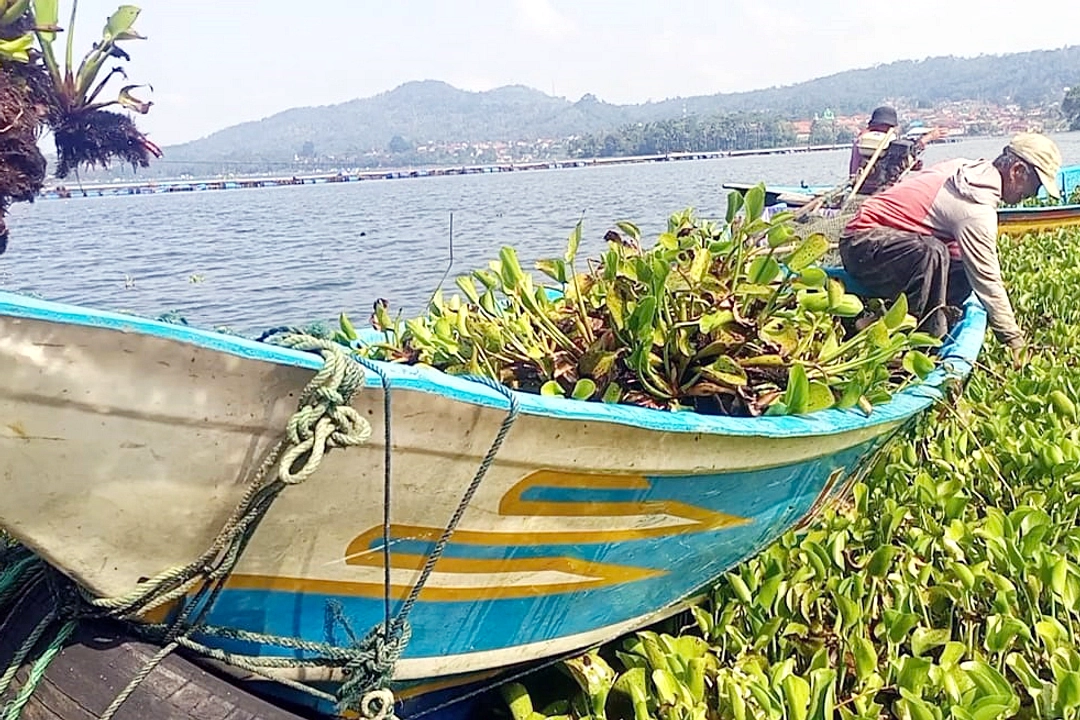 Puluhan Ton Eceng Gondok Disikat dari Waduk Jangari Cianjur