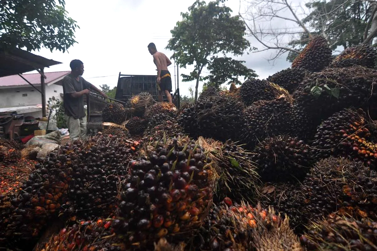 Purbaya Ungkap Kasus Manipulasi Harga CPO 10 Perusahaan