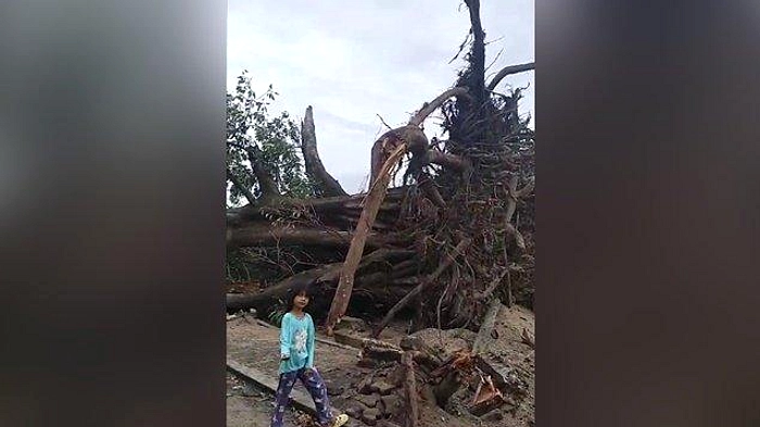Puting Beliung Tanjungsari: Empat Pohon Tumbang, Rumah Rusak