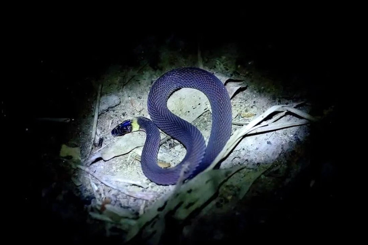 Qin Kelola 60.000 Ular Berbisa, Bisnis Pendapatan Besar