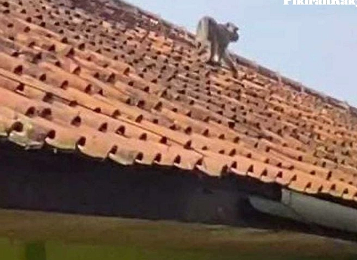 Ratusan Monyet Ekor Panjang Turun ke Pasar, Cari Makan