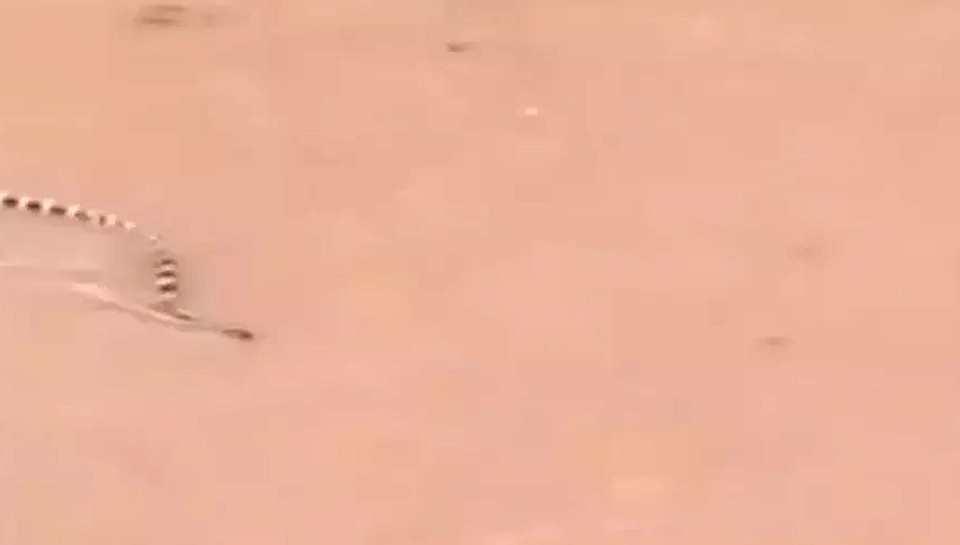 Ratusan Ular Kobra Kabur Saat Banjir Terjang China