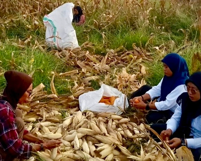 Realisasi Jagung Pemerintah Baru 19%