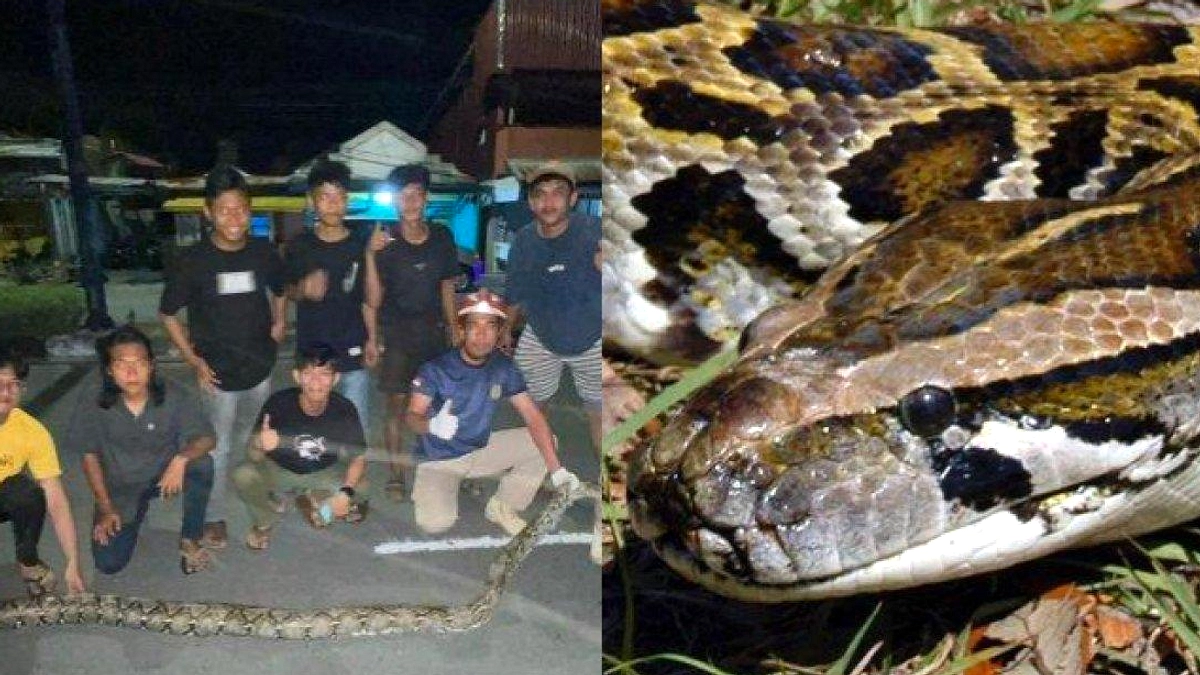 Remaja Temukan Piton 4 Meter di Depan Kos, Evakuasi Semarang