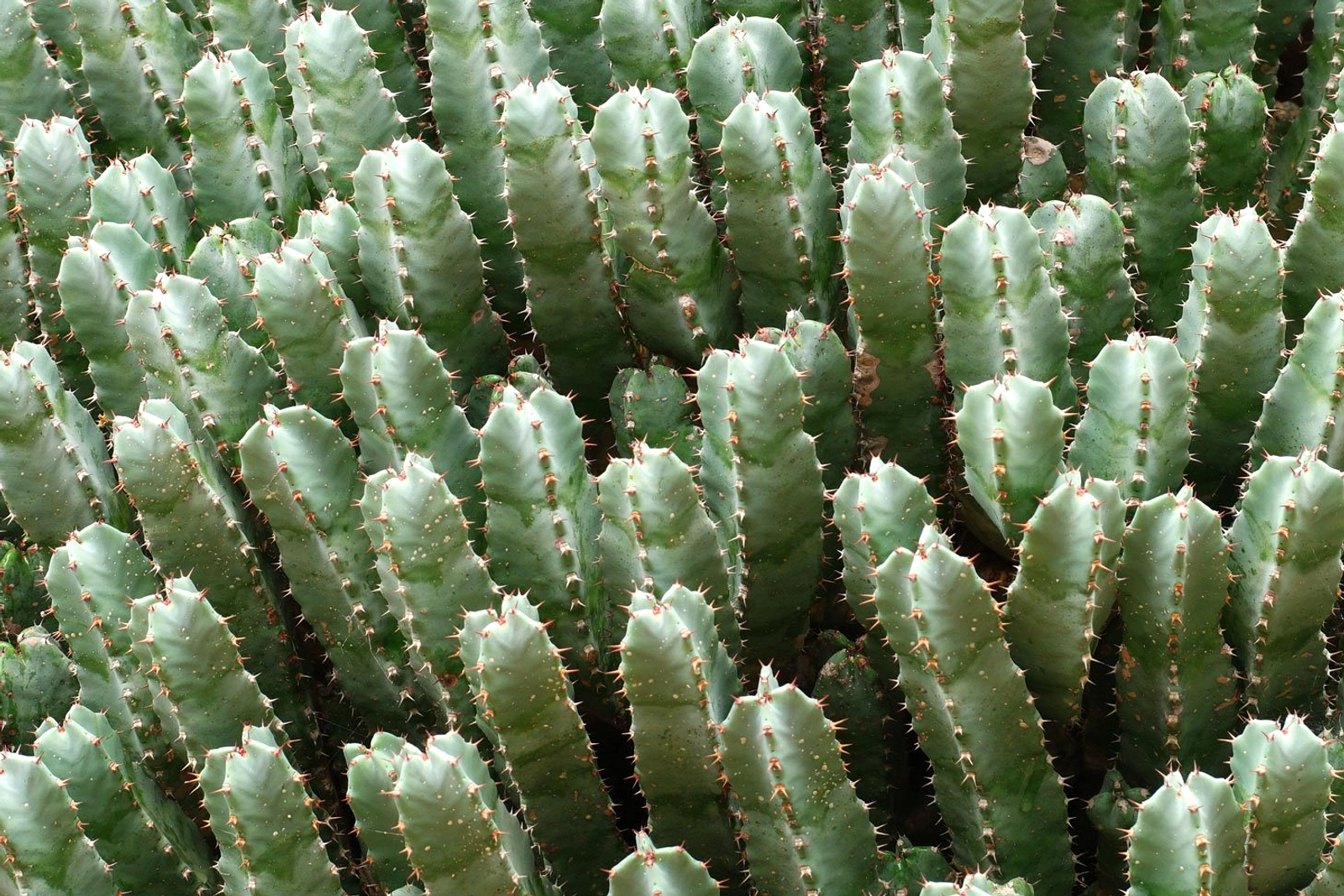Resin Spurge: Tanaman Tersembunyi Lebih Pedas dari Cabai