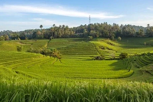 Rp3,6 Miliar Irigasi Disalurkan ke 30 Subak Buleleng
