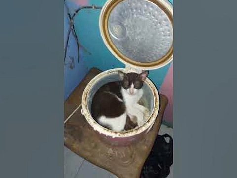 Rumah Kontrakan Bekasi Berisi Bangkai Kucing, Pemilik Terkejut