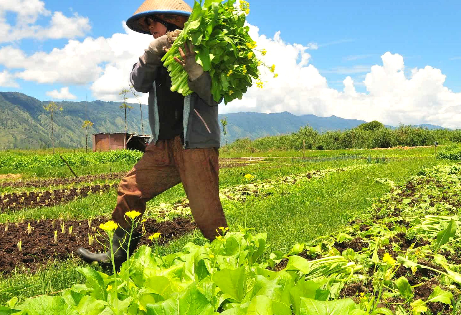 Rupiah Melemah, Harga Input Menggerogoti Petani Kecil