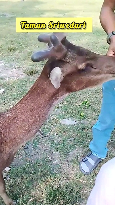 Rusa Sriwedari Curi Makanan, Rencanakan Penangkaran