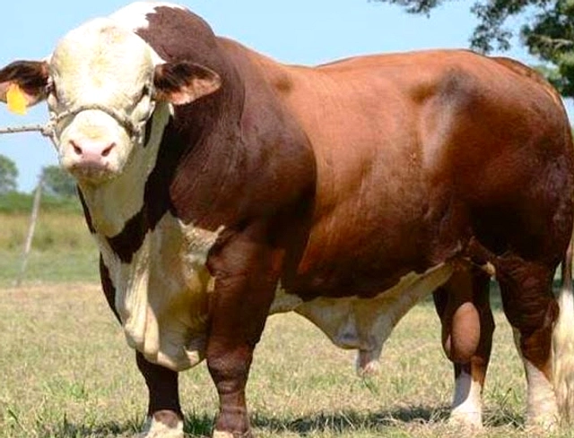 Sapi Bali Arjuna Dijual Rp72,1 Juta, Jadi Kurban Nomor Satu