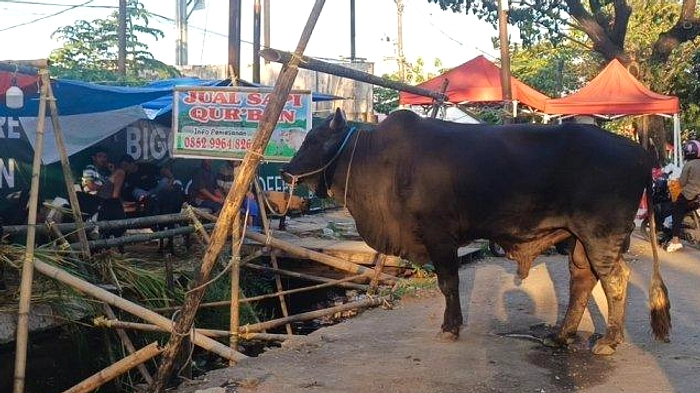 Sapi dan Kambing Kurban Makassar Naik Menjelang Idul Adha