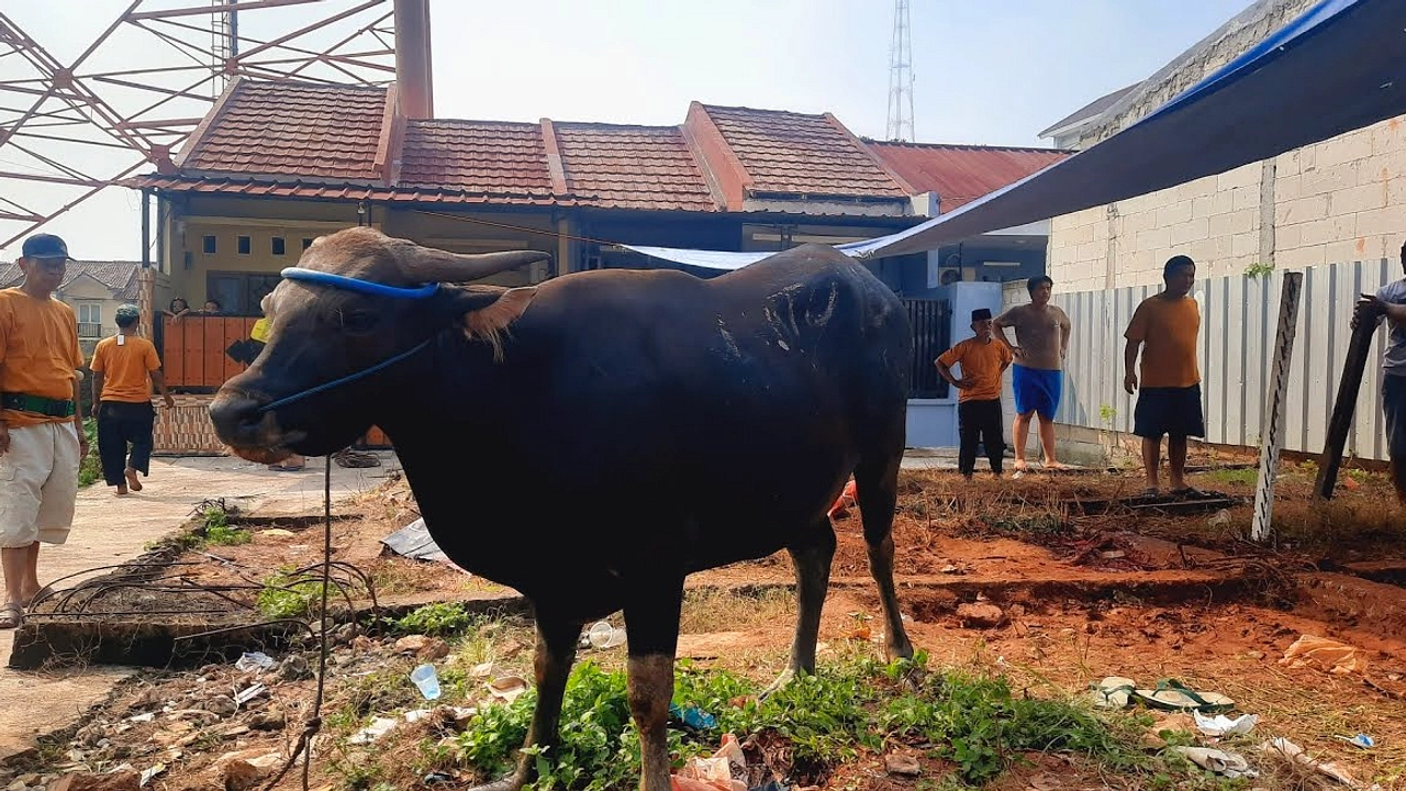Sapi Kurban Jembrana Terlepas, Lari di Jalan Denpasar-Gilimanuk