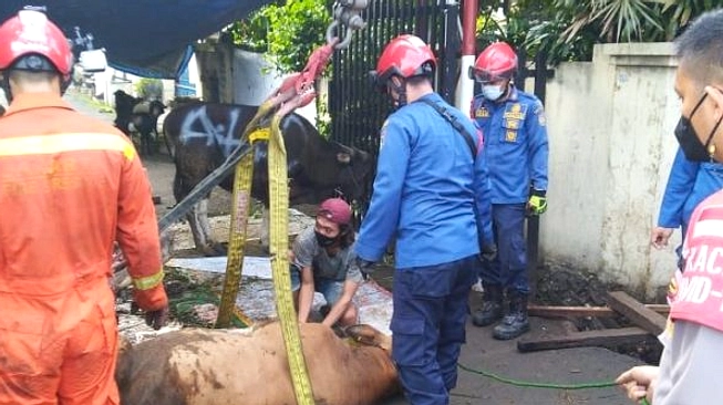 Sapi Kurban Kabur, Evakuasi 30 Menit di Polewali Mandar