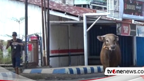 Sapi Kurban Lolos Tali, Terjun ke Kolam Renang, Pengunjung Terkejut