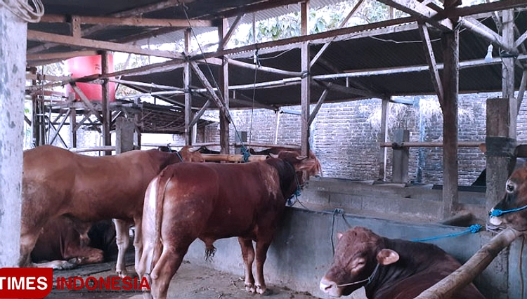 Sapi Kurban Ponorogo Tambah Layanan Perawatan Premium
