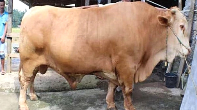 Sapi Limousin Pesawahan Jadi Hewan Kurban 2026 Indonesia