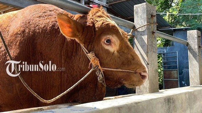 Sapi Terganggu Selokan di Jalan Kyai Mojo, Evakuasi Sukses