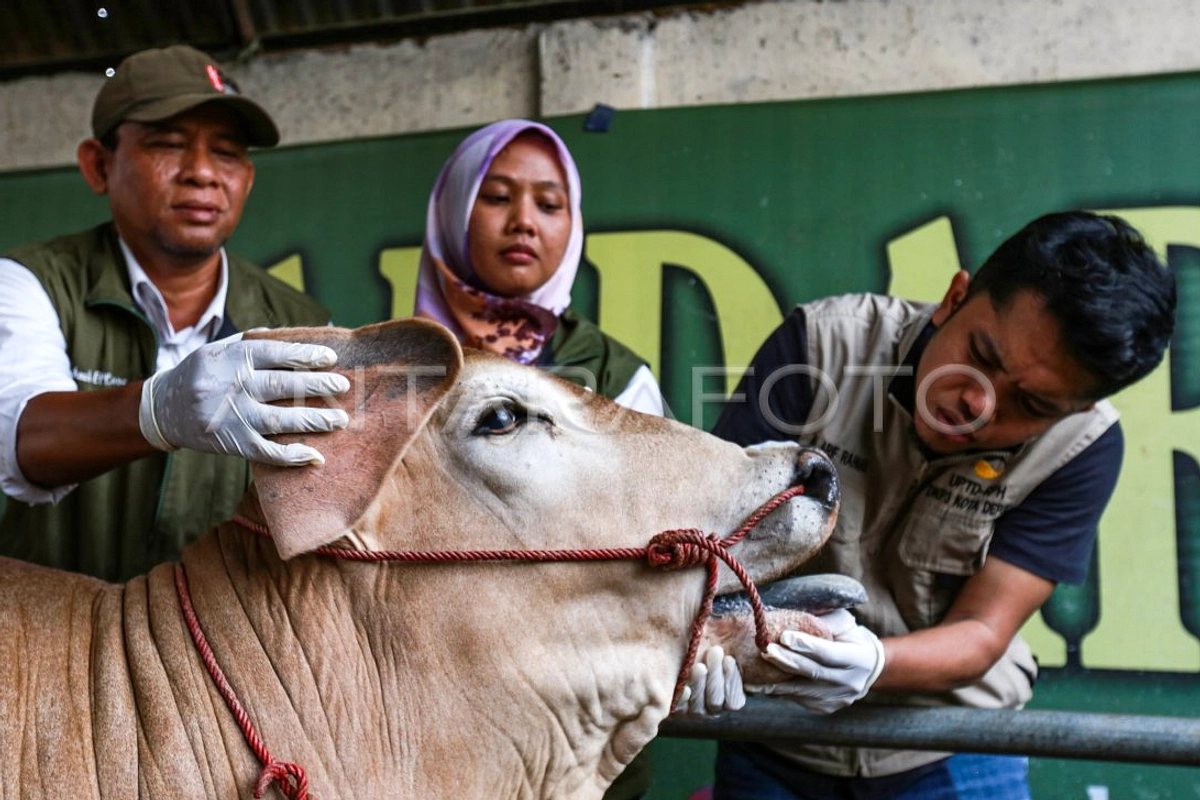 Sapi Terjangkit LSD, 16 Ekor Parasit di Pasar Dimoro