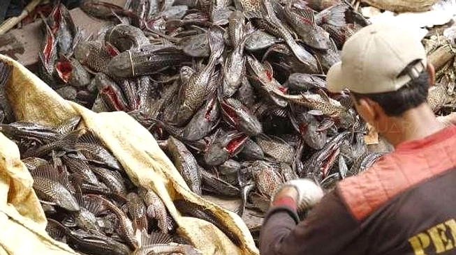 Sapu-sapu Jadi Pakan Ternak, Solusi Harga Tepung Ikan Impor