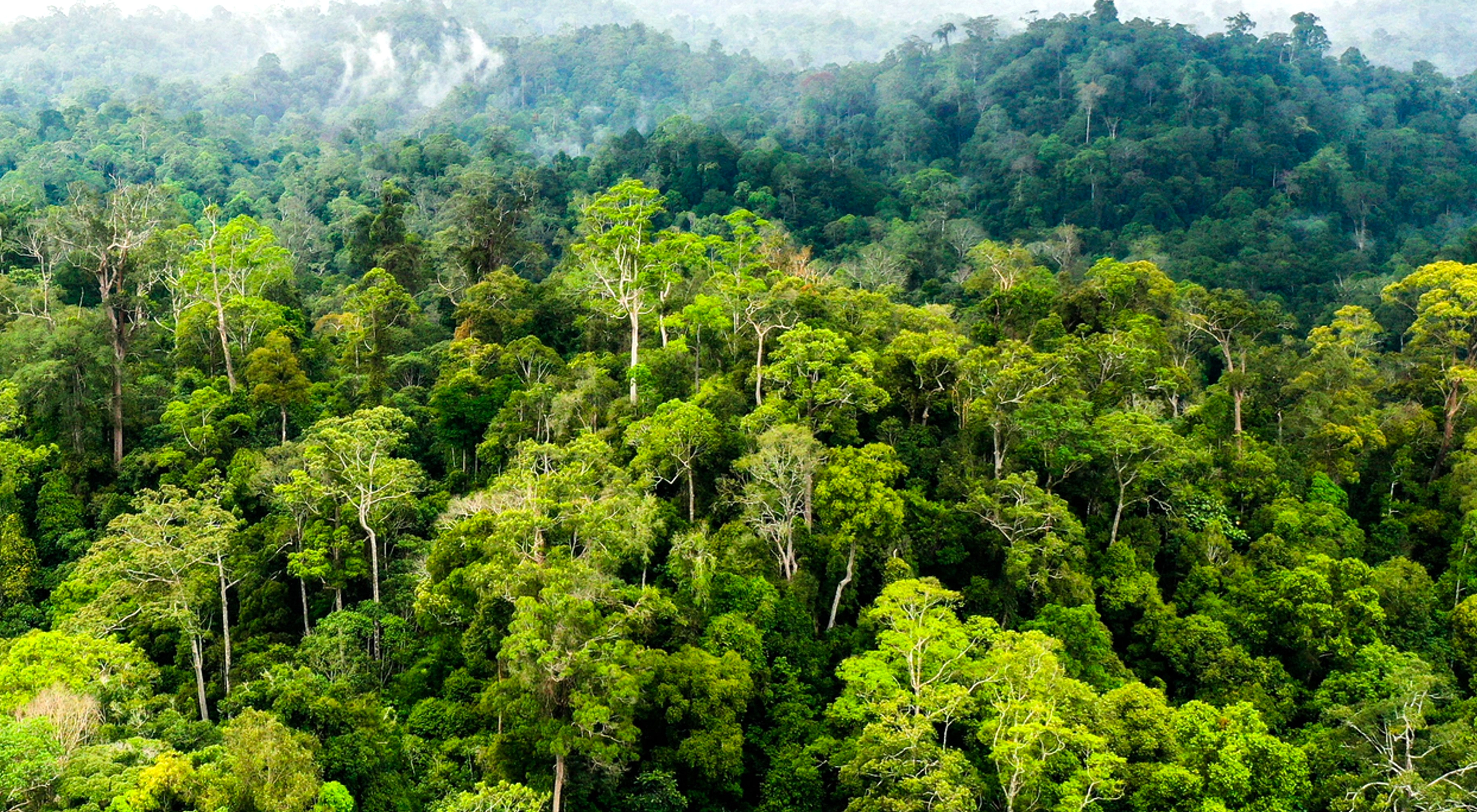 Satgas PKH Kembalikan 5,88 Juta Hektar Hutan, Tambah Rp10,27T