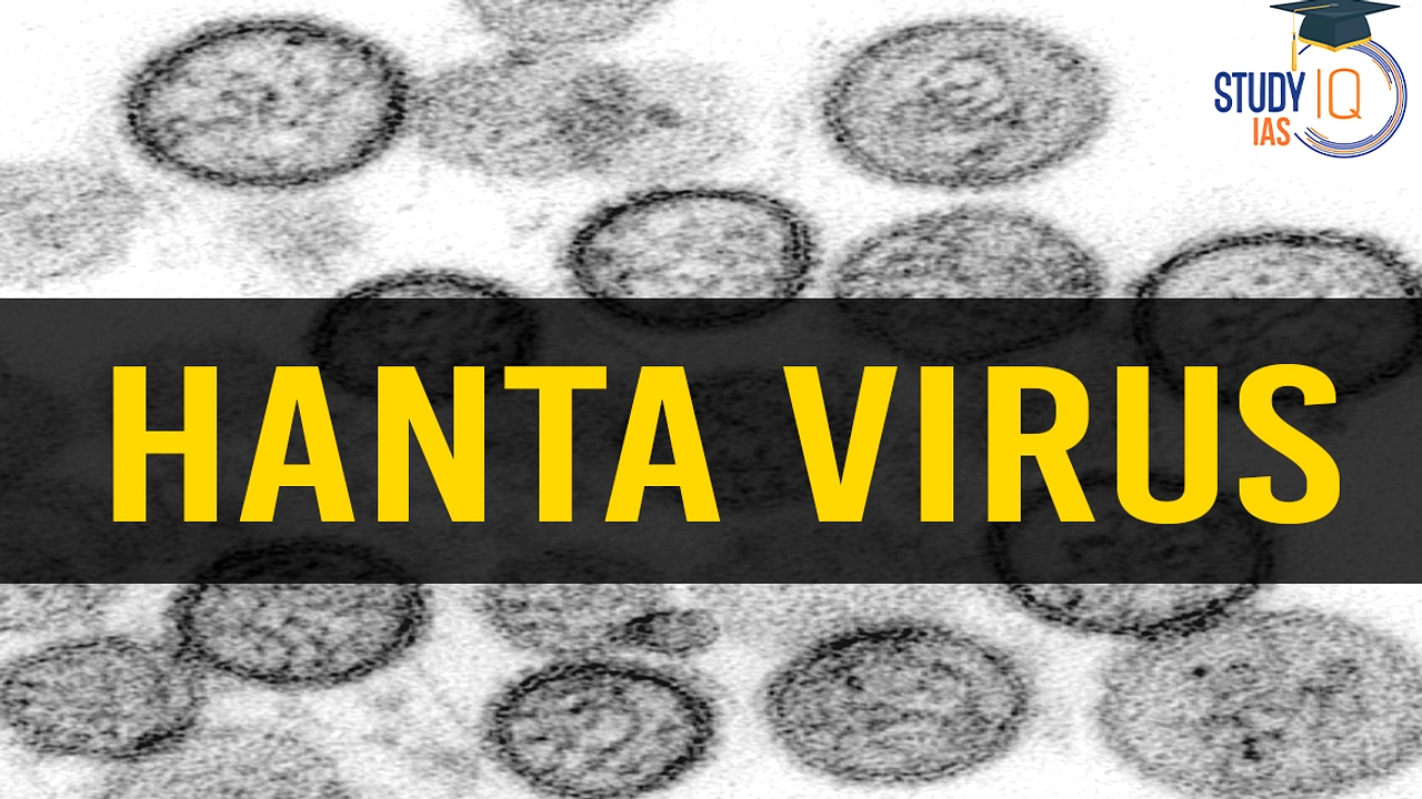 Satu Kasus Hantavirus di Jawa Timur, Pasien Sembuh