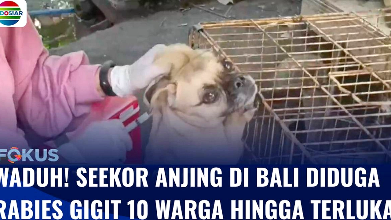 Satu Sampel Anjing di Jembrana Positif Rabies