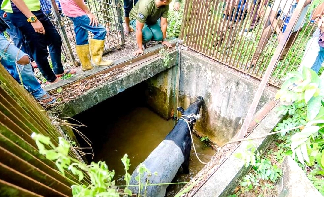 Sayembara Rp50 Juta Tangkap Tapir Dibatalkan