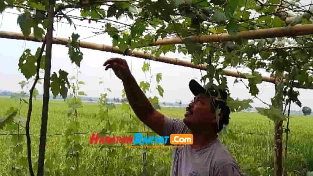 SD Negeri 2 Ciganjeng: Garasi Motor Jadi Kebun Anggur