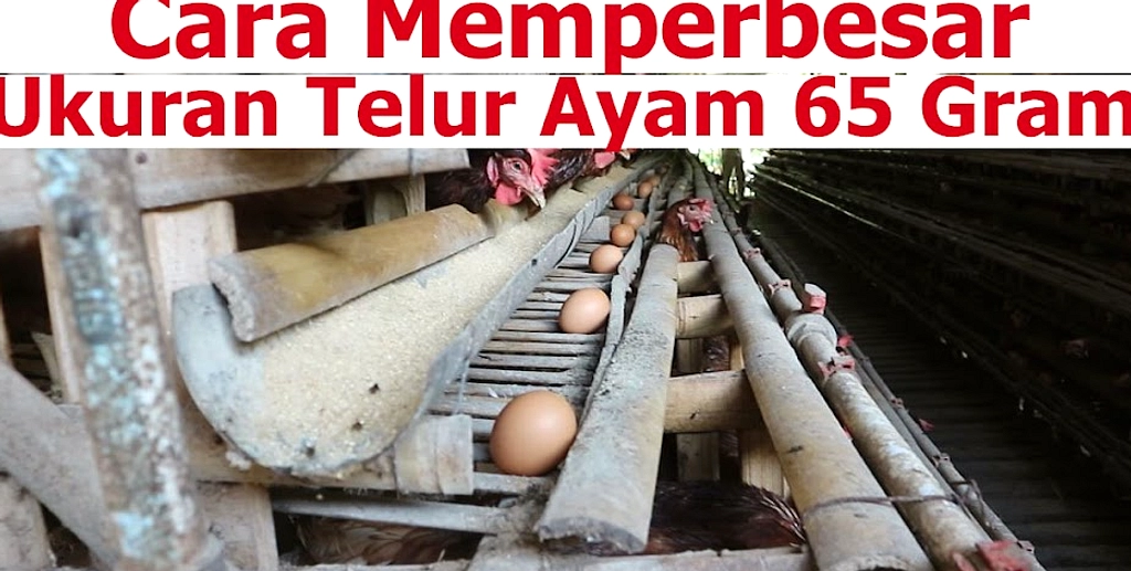 Semangka Mini Seberat Telur, Cita Rasa Tetap Masih Manis