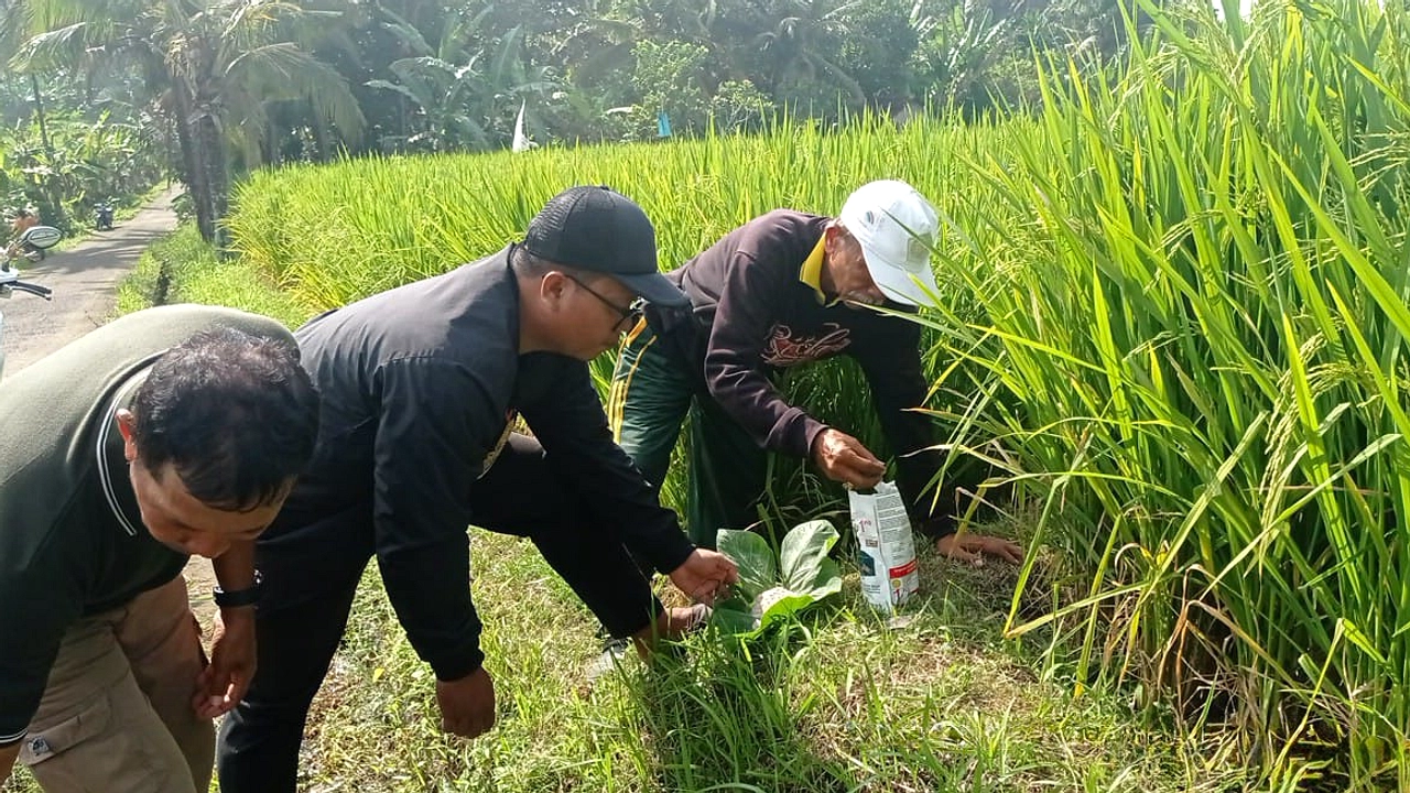 Serangan Hama Tikus Merusak Padi dan Jagung di Gumukmas
