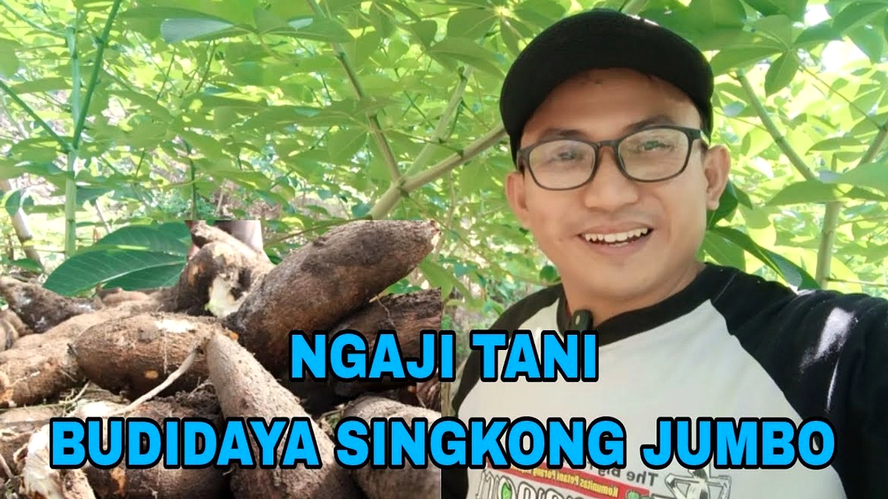 Singkong Raksasa Edi Junaedi Curi Perhatian di Pameran Pertanian Ciamis