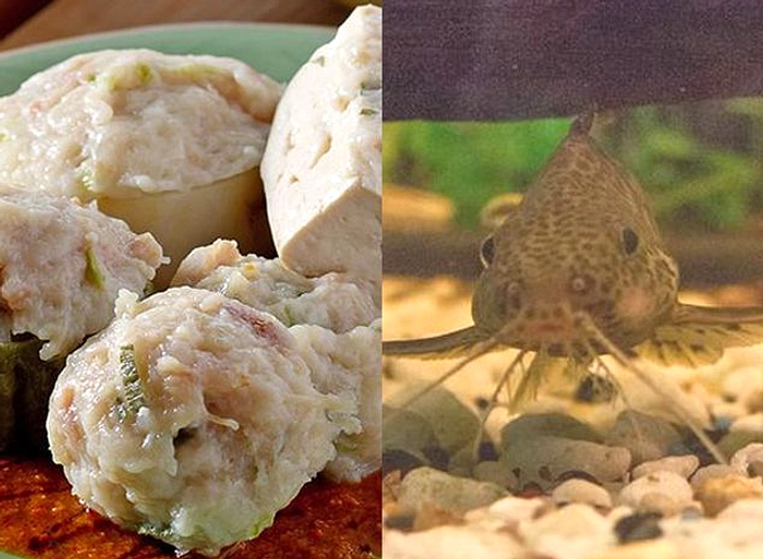 Siomay Ikan Sapu‑Sapu: Bau Amis, Tekstur Keras