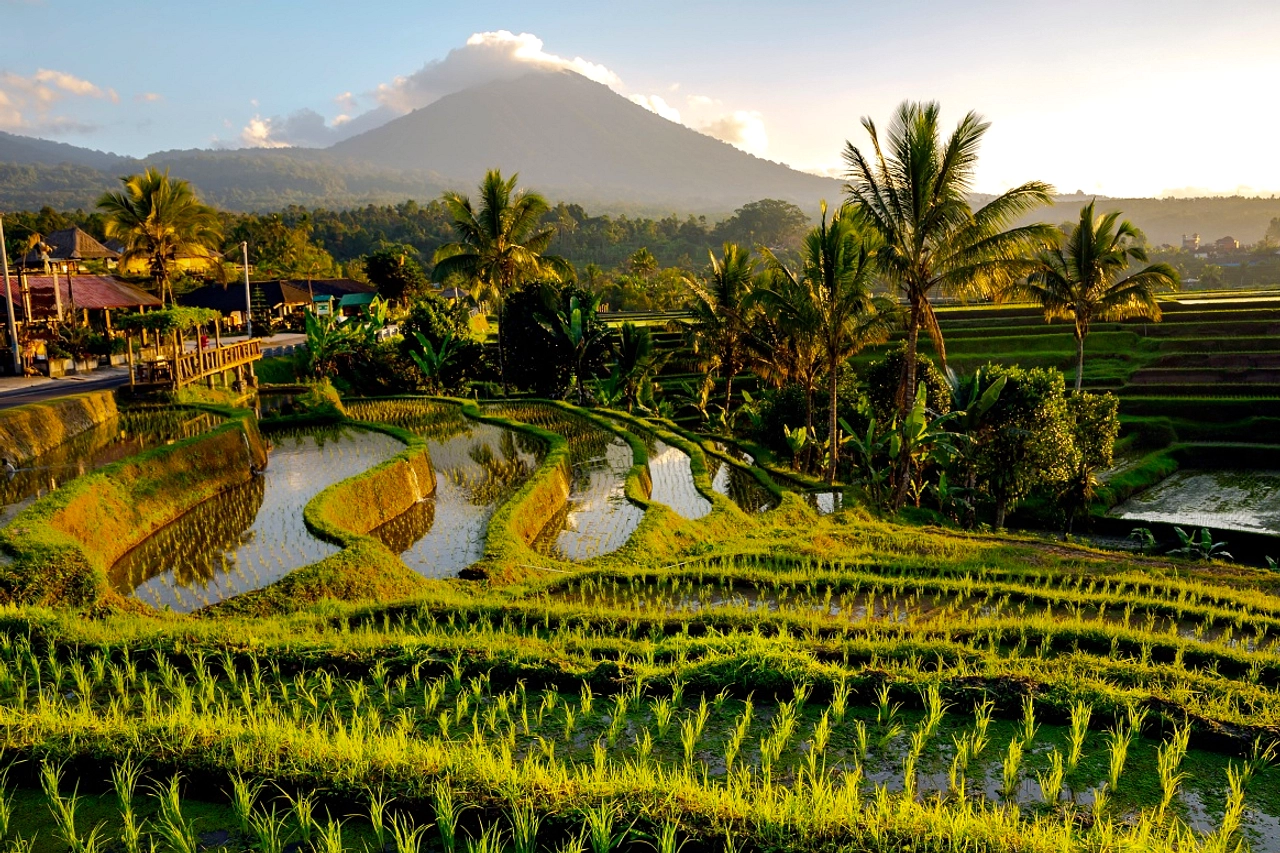 Subak Denpasar: 1.915 Ha Tersisa, Fokus Kait Wisata