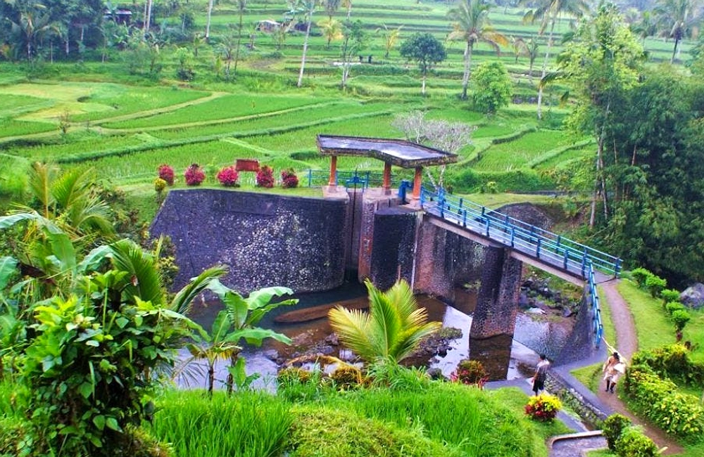 Subak Denpasar Terancam Punah, Sisa 1.915 Ha Lahan