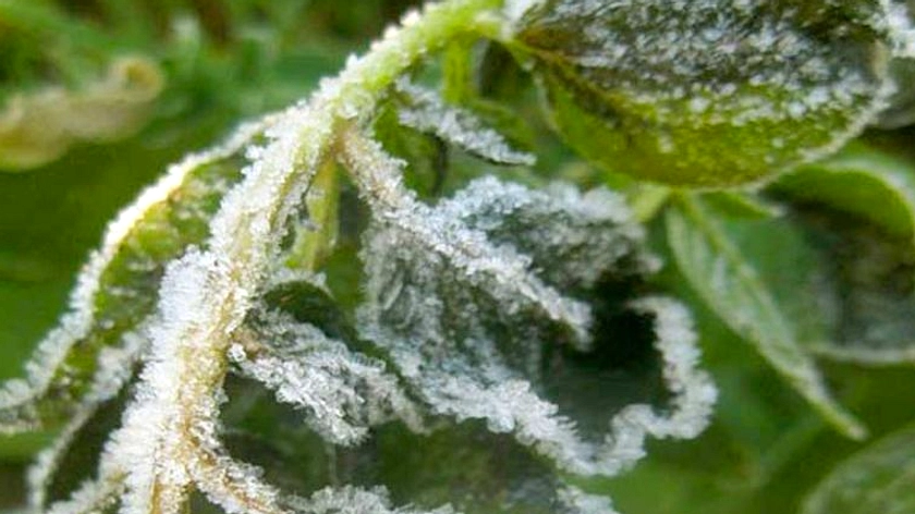 Suhu -5 Derajat Celsius, Petani Kentang Dieng Gagal Panen