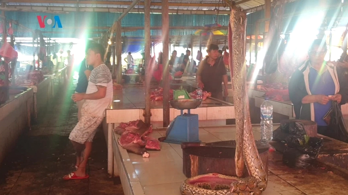 Supermarket Manado Jual Daging Kelelawar dan Ular Beku