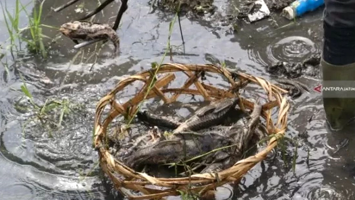 Surabaya Pantau Ikan Sapu‑Sapu: Masih Aman, DLH Siap Tindak