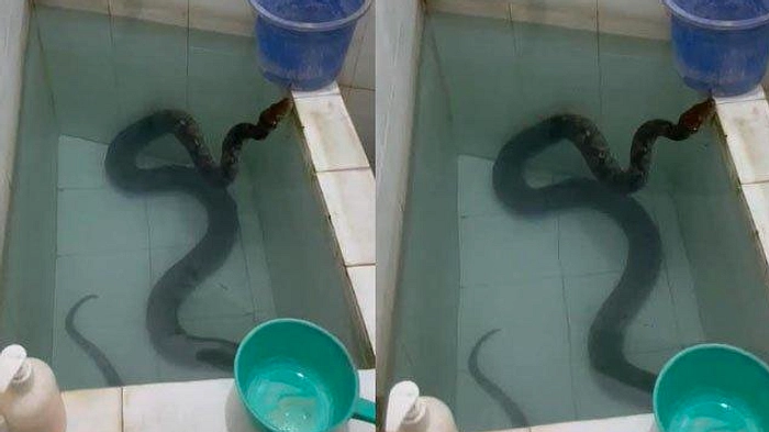 Surabaya: Ular Piton 3m Ditemukan di Kamar, Diberi Keamanan