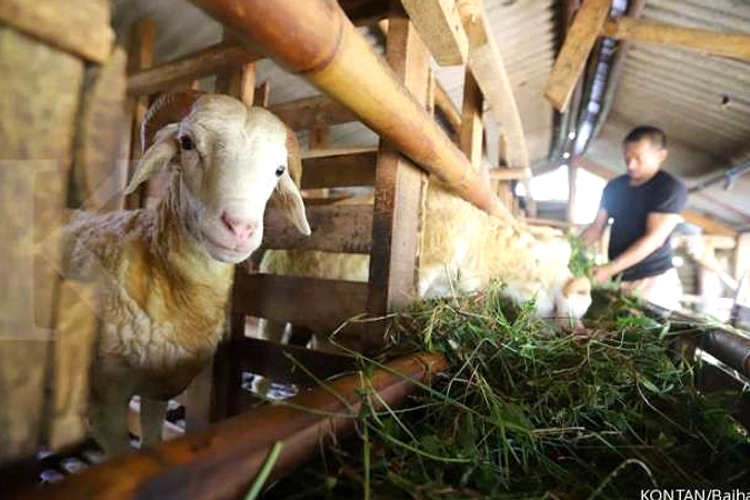 Syarat Sah Hewan Qurban Idul Adha 2026: Usia & Kesehatan