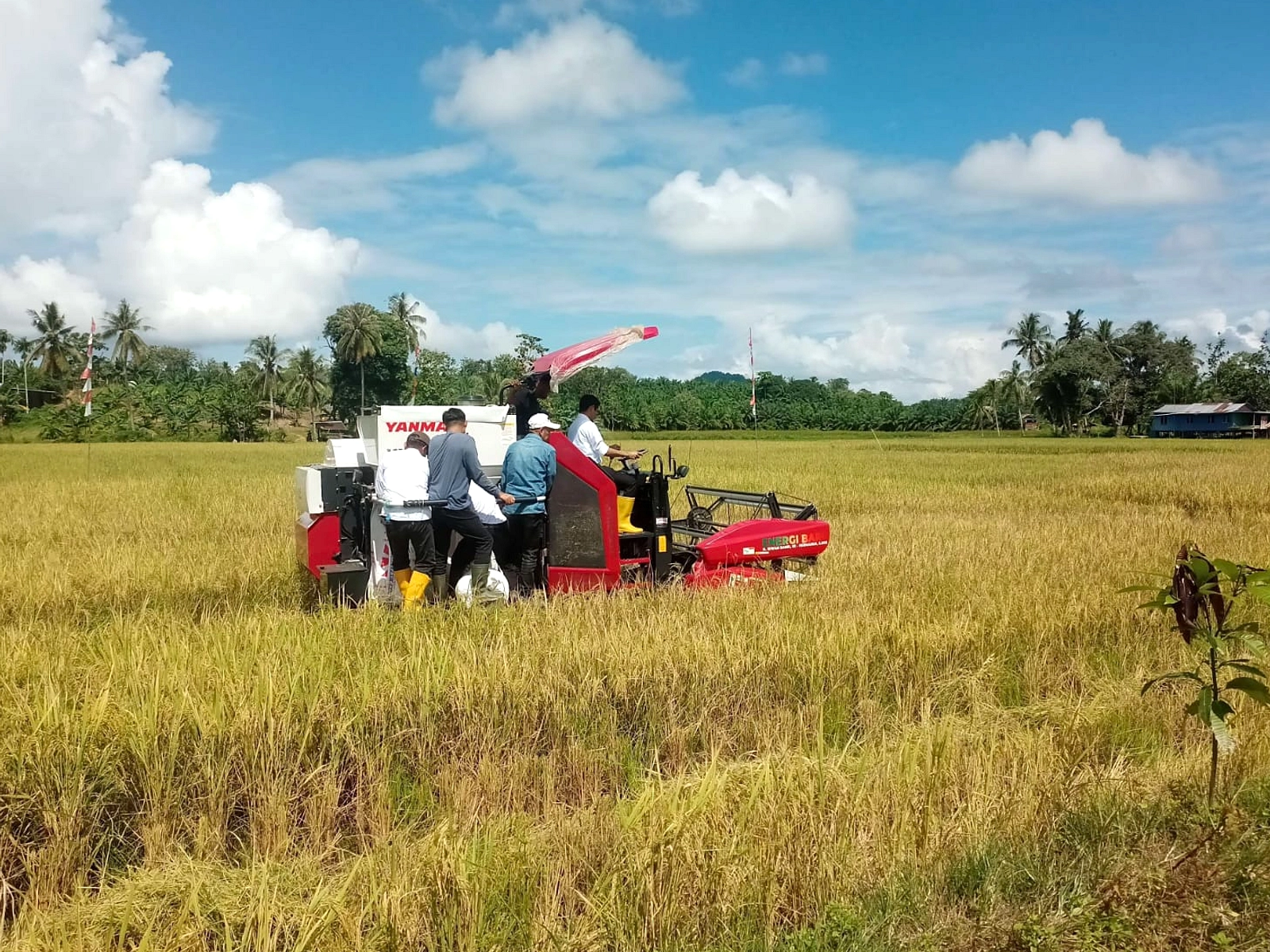 Tabanan Salurkan 25 Ton Benih ke Puluhan Subak