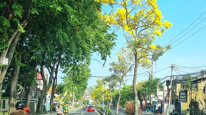Tabebuya Mekar, Jalan Depok Mirip Musim Semi
