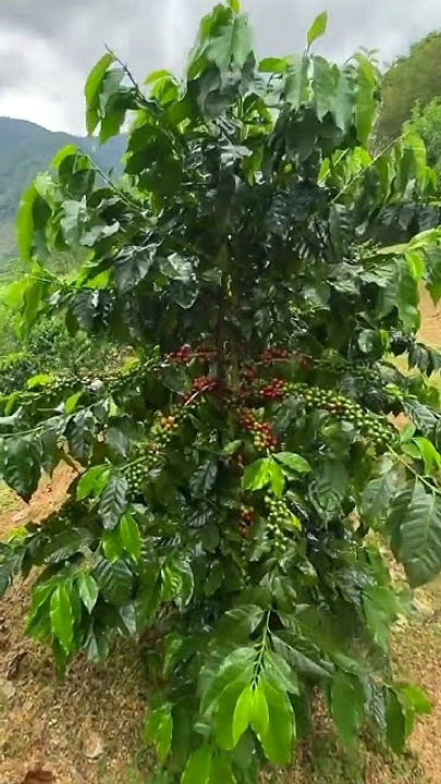 Taiwan Raih Sukses Kopi Specialty, Barista Internasional